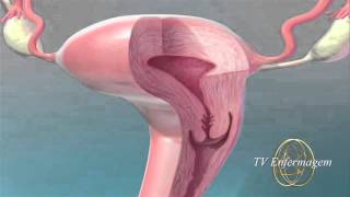 Aparelho Reprodutor Feminino