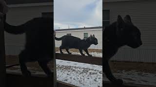 Cat Takes a Tumble During Outdoor Exploration