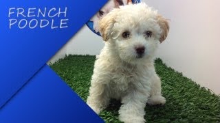 Venta French Poodle Mini Toy Hembra En