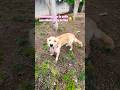 Perro fue adoptado mira su video#dog#dogs#dogshorts#doglife#shortvideo#shortsfeed#short#shorts#video