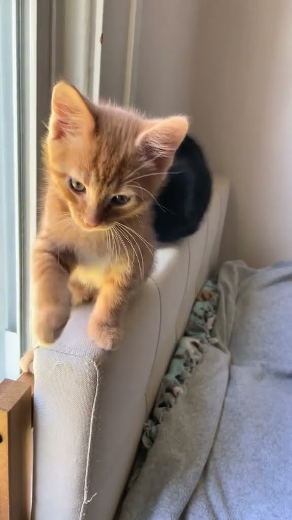 C magnifique vidéo chat