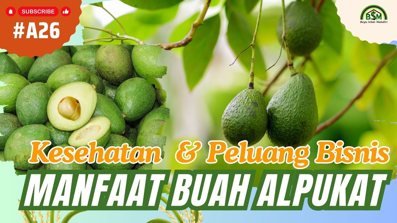 Bayu Diningrat ~ Manfaat Alpukat Bagi Kesehatan dan Peluang Bisnis