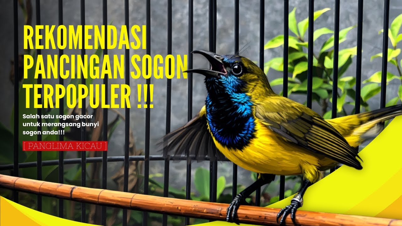 Rekomendasi Pancingan Sogon Terbaik, Auto Aktif & Ngleper #pancingansogon #sogongacor #sogon