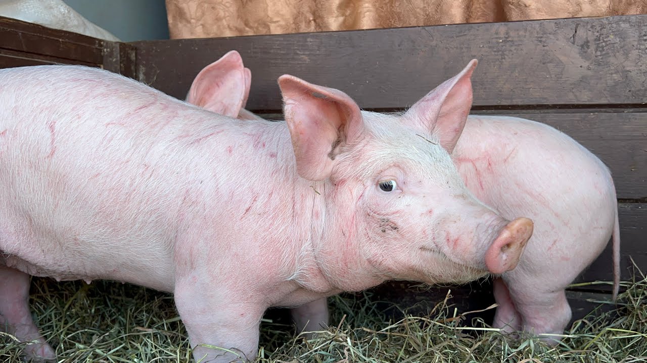 🐷ЦІНИ НА ВЕСНЯНІ ПОРОСЯТА ШОКУЮТЬ‼️🆘💯