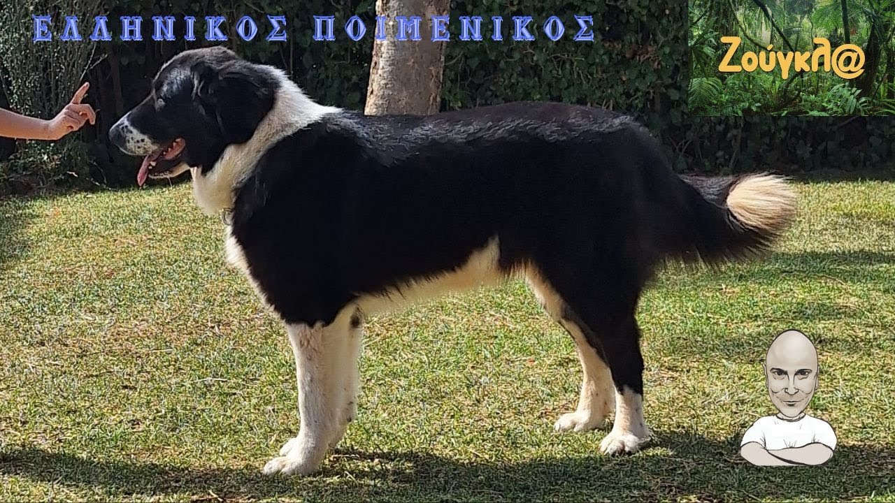 Ελληνικός Ποιμενικός το ακατέργαστο διαμάντι, μαζί μας ο εκτροφέας Αλέξανδρος Βλάχος!