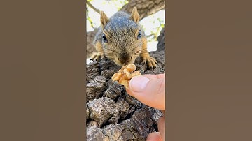 Last snacks to go for Squirrel Baby Lou in slow motion #animals #feed #photography #reels #iphone #1
