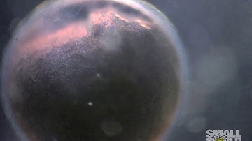 Developing Common Frog Embryo | 2019 Nikon Small World