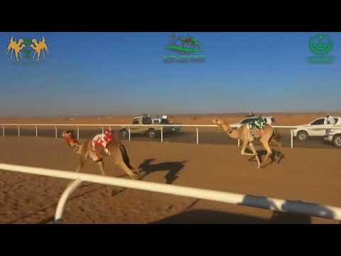 ميدان شرورة حقايق بكار مسافة 4 كيلو كأس امارة منطقة نجران سيارة كيف محمد صالح محمد ال رزق