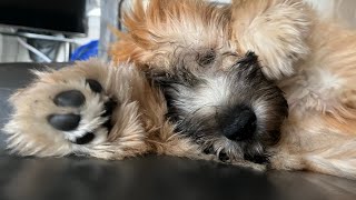 Soft Coated Wheaten Terrier puppy first few weeks #puppy