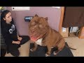TOP 10 DOGS MOST COMMONLY MISTAKEN FOR PIT BULLS | Top 10 Pets
