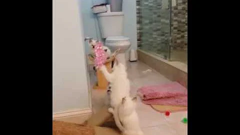 Video 5739591: siamese kitten, balinese kittens