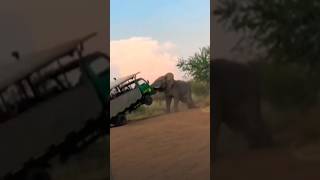 Wild African Elephant Flips Safari Truck! 😱🐘