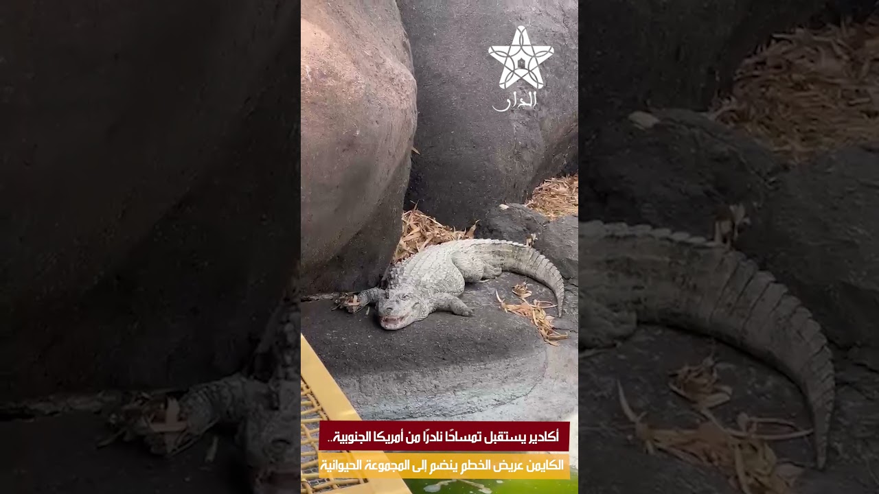 أكادير يستقبل تمساحًا نادرًا من أمريكا الجنوبية.. الكايمن عريض الخطم ينضم إلى المجموعة الحيوانية