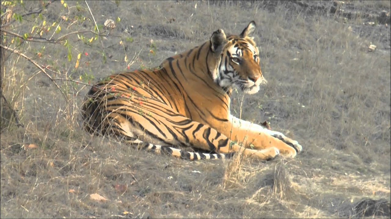 Bandhavgarh National Park, India,  2 April 2013