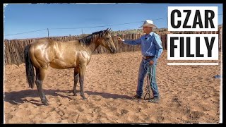 LESSONS FOR A YEARLING IN THE ROUND PEN | GROUNDWORK