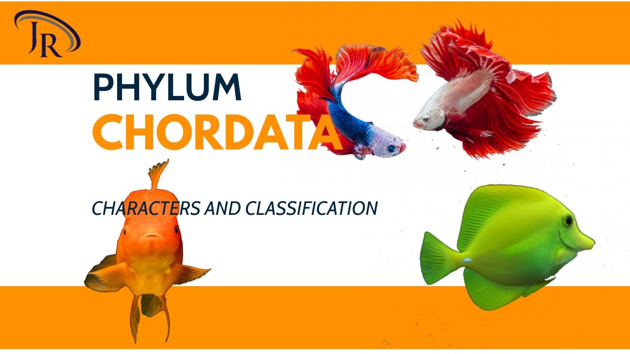 Api Chorbati Phylum Chordata Fish