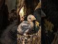 🪺 She Sealed Herself Inside a Tree for 120 Days… Here's Why#wildlife #shorts #shortsfeed #africa