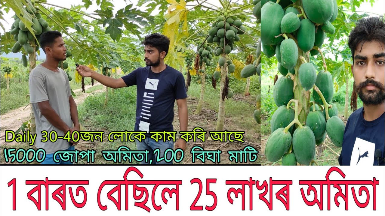 অসমৰ সৰ্ববৃহৎ অমিতা খেতি😱/160 Ton বিক্রীৰে গঢ়িছে অভিলেখ/ Huge Red lady papaya plantation in Assam