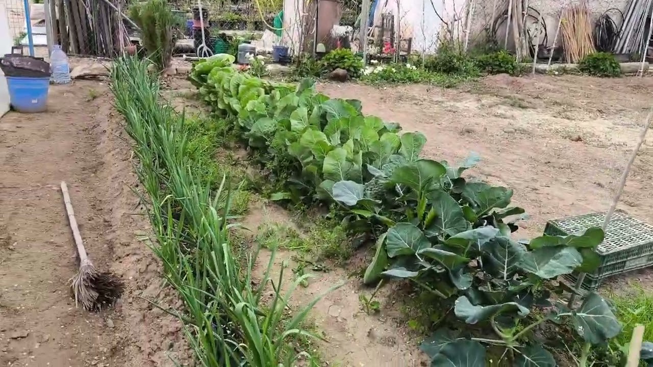 Vive con nosotros la restructuración de nuestro huerto paso a paso.