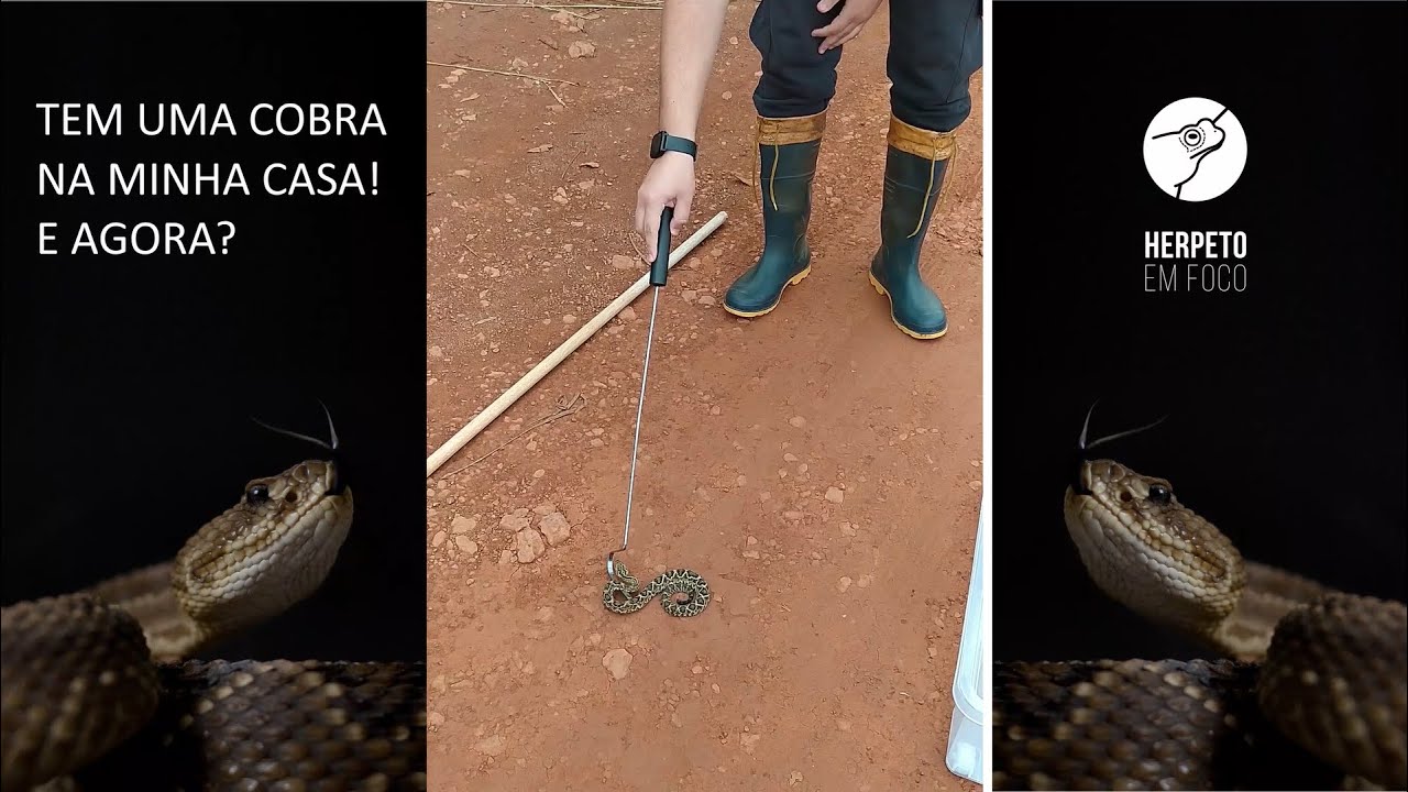 Cobra Sobe Em Parede Ou Não Tem uma COBRA na minha casa! E agora? - YouTube