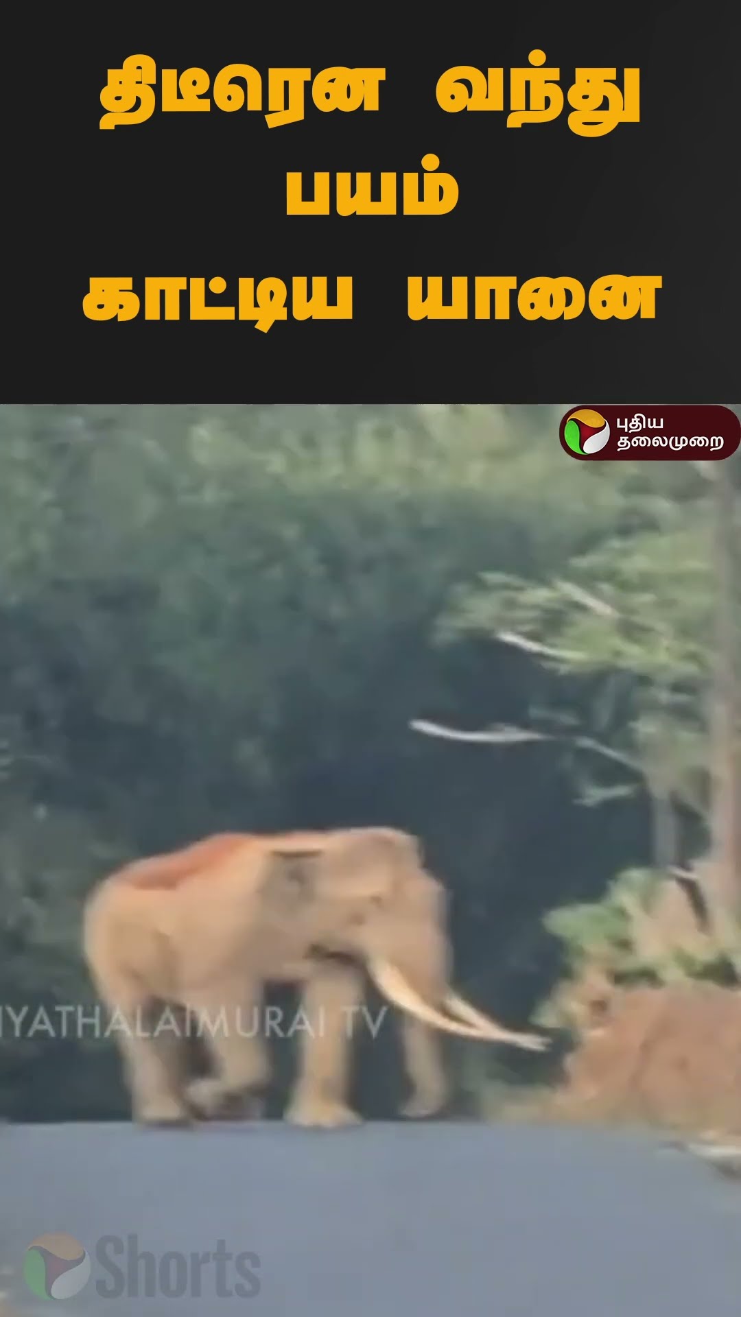 திடீரென வந்து பயம் காட்டிய யானை | #shorts | #elephant | #gudalur