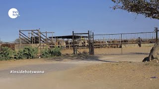 Ep4 Home Of Quality Cattle Contributes To 75% Of Beef Exports - Journey To Ghanzi