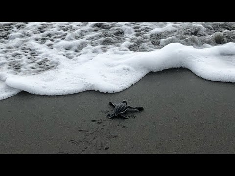 CAHUITA - BABY SCHILDKRÖTEN AM PLAYA GRANDE!! ROADTRIP COSTA RICA 6 ??