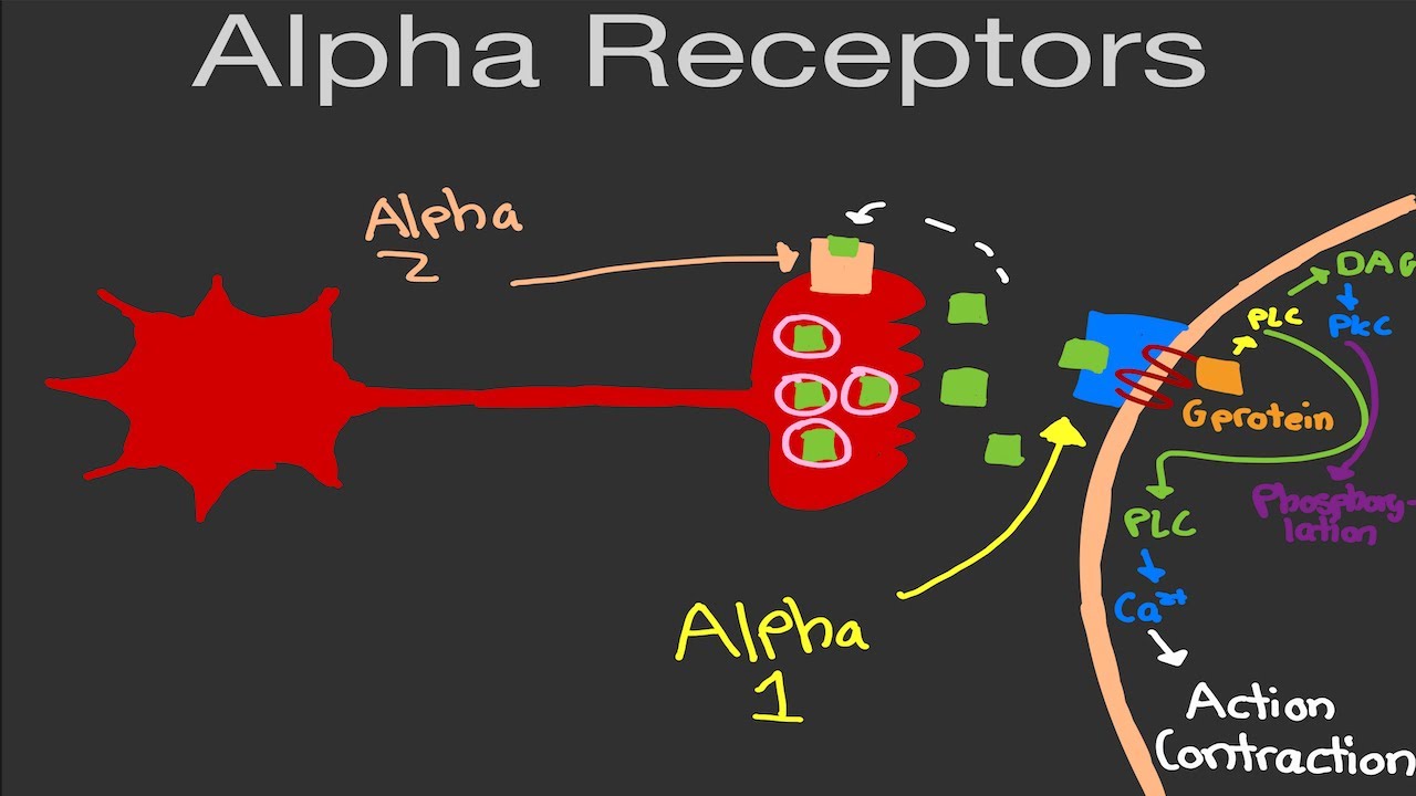 Alpha Ii Reeptyor Physiology: Alpha Receptors - YouTube