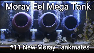 Moray Eel Mega Tank  11  New Moray Tankmates