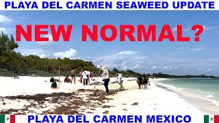 PLAYA  DEL CARMEN BEACH SEAWEED UPDATE - THIS IS THE NEW NORMAL