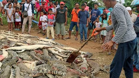 Indonesian villagers kill nearly 300 crocodiles in revenge attack - DayDayNews
