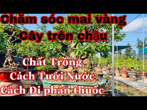 cách chăm sóc mai vàng những cây trên chậu 2023 Mới