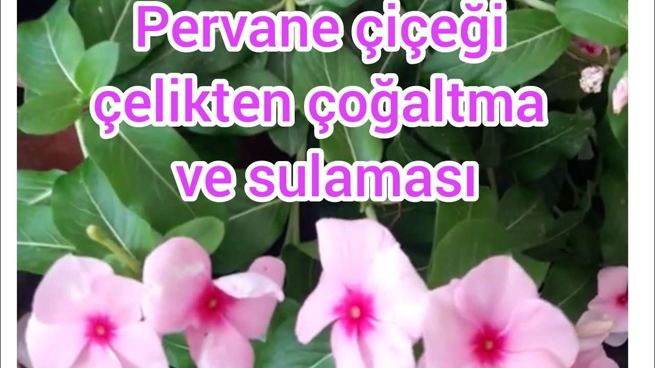 Rozet(pervane cicegi) vinca çelikten çoğaltma- pervane çiçeği nasıl sulanir
