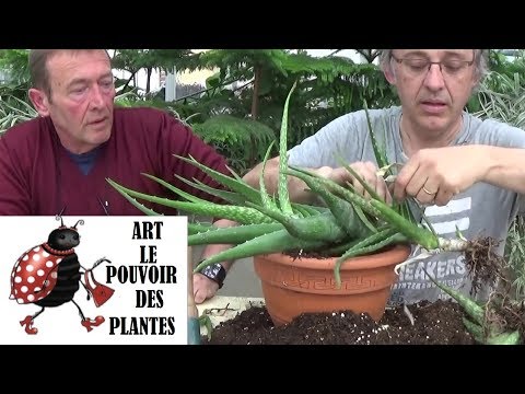 Vidéo: Aloe Plant Division - Comment et quand séparer les plantes d'aloès