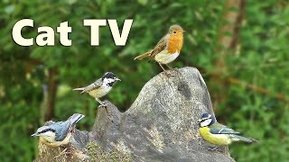 Cat Tv Videos ~ Forest Birds Entertainment For Cats