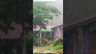 Jamaica Rain Sounds for Sleeping: Rain in Jamaica for Sleep, Meditation to relax #shorts #rainsounds