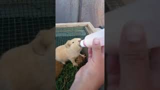Como Alimentar A Una Cobaya Bebe Con Leche Susuta