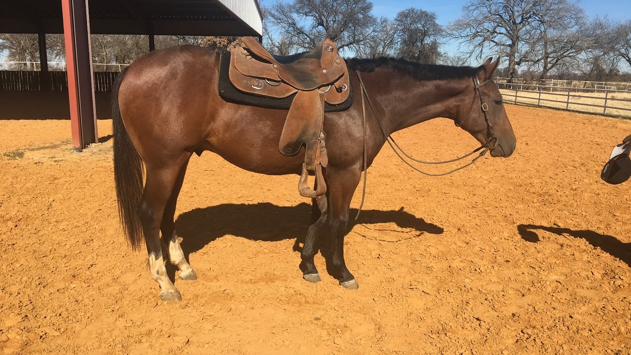 Batting Machine AQHA/APHA 2015 Gelding - YouTube