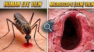 10 Things You Can See Only Under Microscope😱 | Part 2 || Fact 336