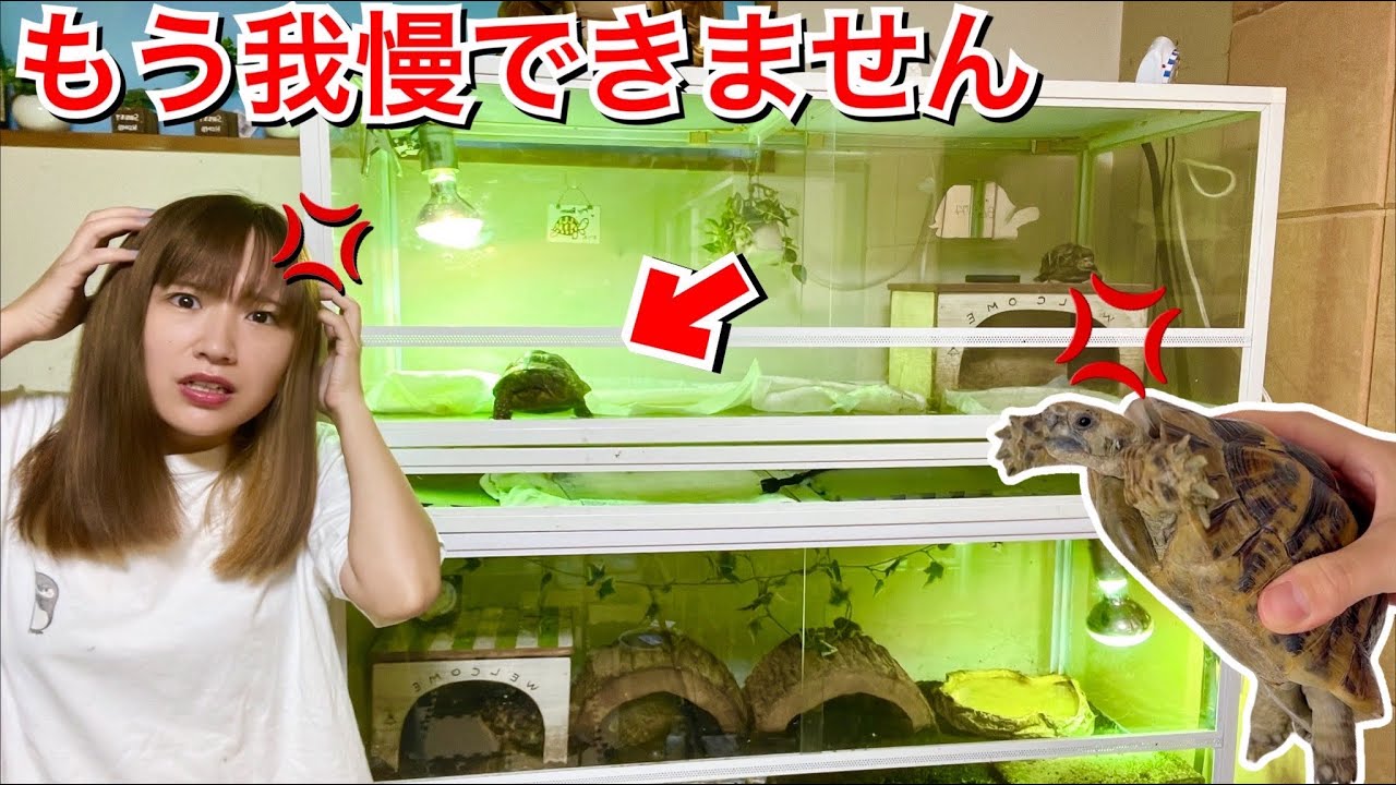 I finally took the final step to stop my noisy tortoise - YouTube