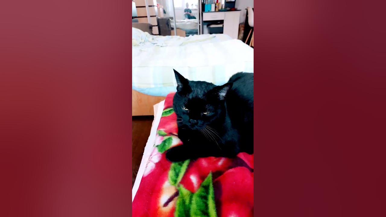 кот хеуин - YouTube