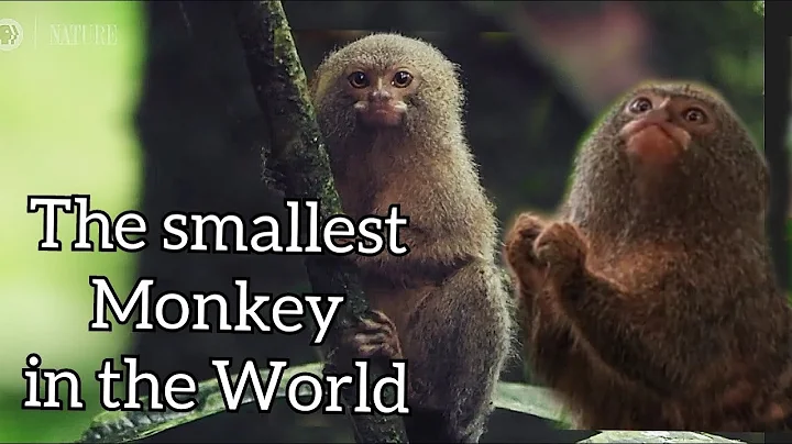 THE SMALLEST MONKEY IN THE WORLD(Pygmy marmoset)animal lovers#01 - DayDayNews