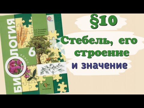 Краткий пересказ §10 Стебель, его строение и значение. Биология 6 класс Пономарева