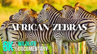 ZEBRAS  Unique Animals of Africa  8K HDR Wildlife Documentary Film with Narration