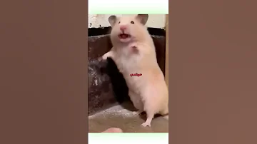 أفضل دوبلاج للحيوانات دبلجة مضحكة ضحك اكسبلور السعودية My Kingo كوميديا دوبلاج Funny 