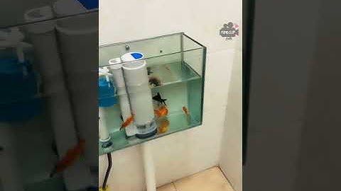 Unique Toilet Aquarium Idea. 💟🐠  Satisfying Fun.. #Shorts #youtubeshorts #mineclip