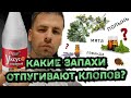 Чего боятся клопы (какого запаха)?