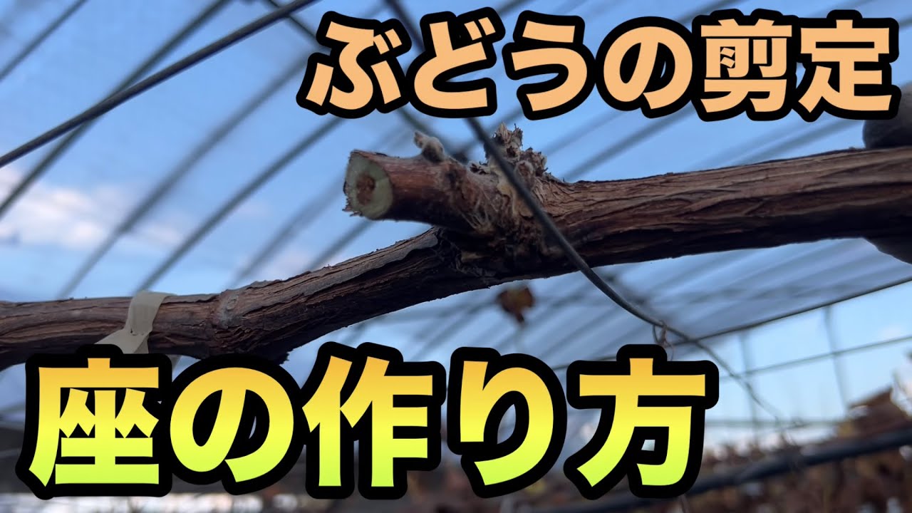 ぶどう若木1-2年生短梢栽培の仕立て方〜しっかりとした座を作る剪定で早期収穫&収量UP〜2023-12-27