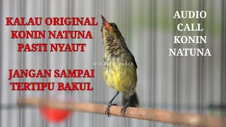Indonesian hummingbird sounds like this come from the island of Natuna, Natuna hummingbirds