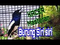 Kacer Suara Burung Siri Siri Cocok Buat Masteran Mp3 - Mp4 Download